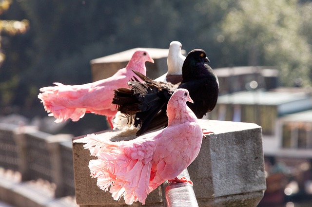 得了显著的 得了显著的