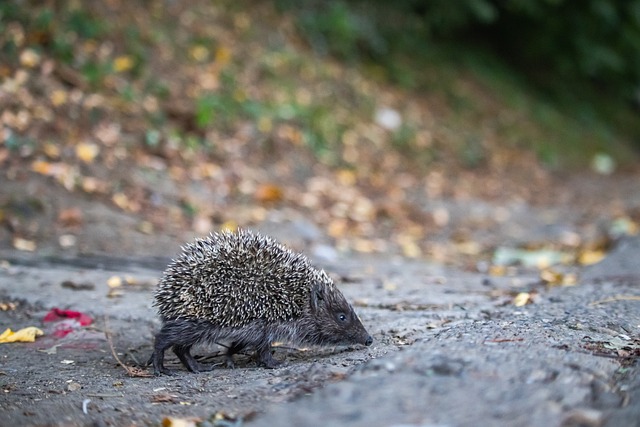 上视野和精 上视野和精